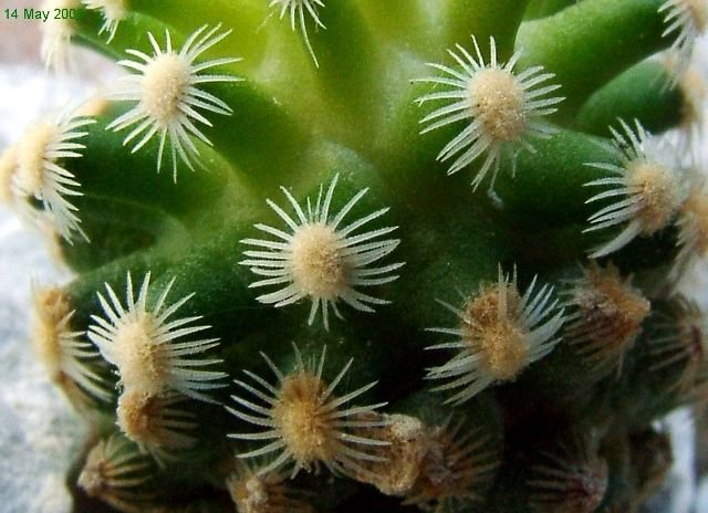 Pediocactus _knowltonii _05